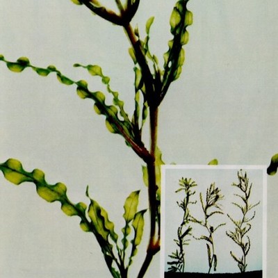 Timeline: Curly Leaf Pondweed Story