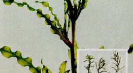 Timeline: Curly Leaf Pondweed Story