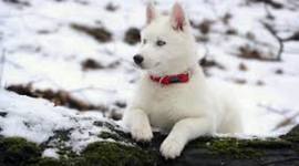 Timeline: land transportation .-.