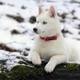 Puppy husky