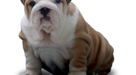 Timeline: Michele Hays