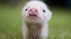 Timeline: Social Studies WW2 Work Cooper Owens