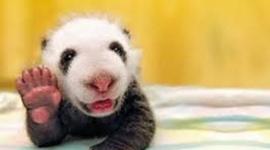 Timeline: S.S. Interactive TImeline Jayden Davis