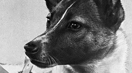 Timeline: Животные в космосе