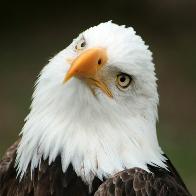 Timeline: Civil Rights