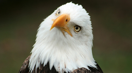 Timeline: Civil Rights