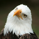 Bigstock curious bald eagle 60608882
