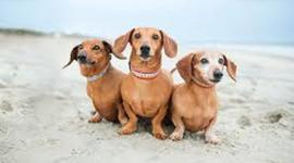 Timeline: Environmental Laws