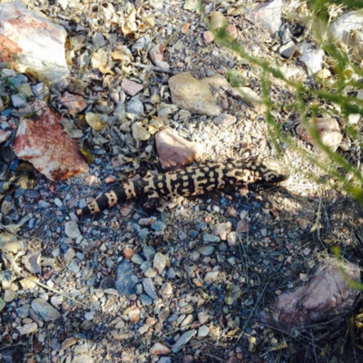 Timeline: Tara Vlcek