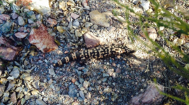 Timeline: Tara Vlcek