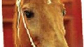 Timeline: Phar Lap
