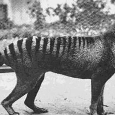 Timeline: Extinct Animals