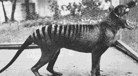Timeline: Extinct Animals