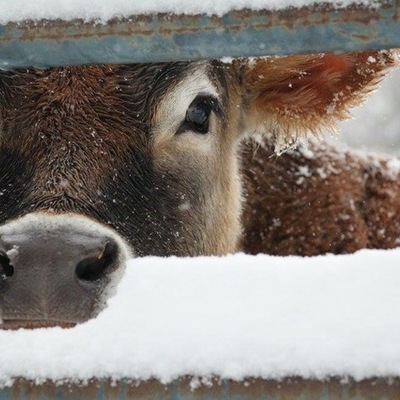 Timeline: español tres