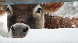 Timeline: español tres