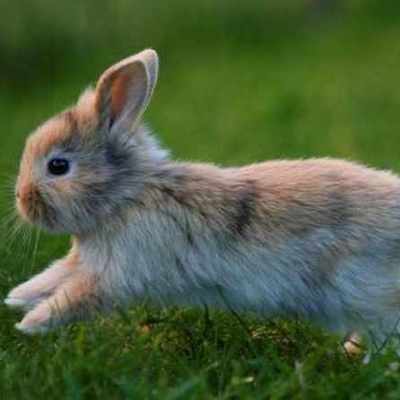 Timeline: LMS6-Hannah Wheeler-Timeline