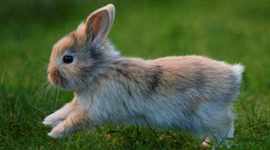 Timeline: LMS6-Hannah Wheeler-Timeline