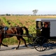 Horse and buggy