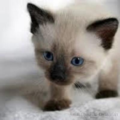 Timeline: Kirke elu ajajoon