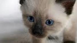 Timeline: Kirke elu ajajoon