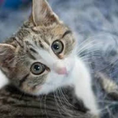 Timeline: geandra elu ajatelg