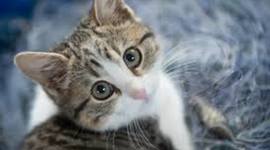 Timeline: geandra elu ajatelg