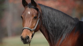 Timeline: Margiti eluajatelg