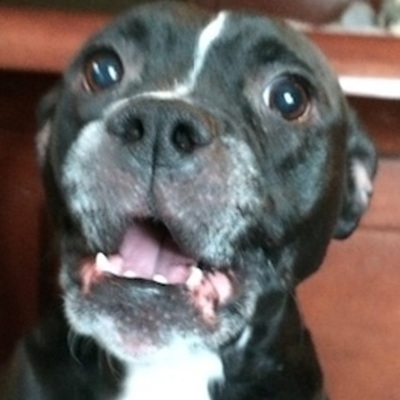 Timeline: Animal Rights