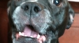 Timeline: Animal Rights