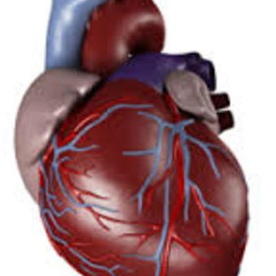 Timeline: Discovery of Circulation
