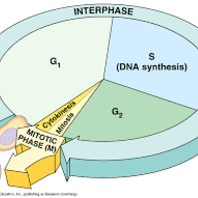 Timeline: Cell Cycle