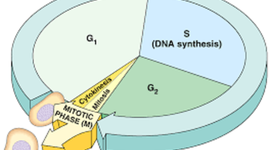 Timeline: Cell Cycle