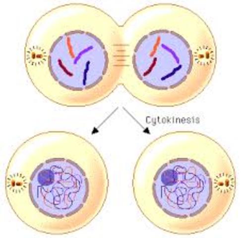 Cell Cycle timeline | Timetoast timelines