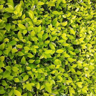 Timeline: Винздорская династия (Англия)