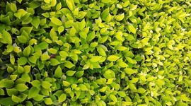 Timeline: Винздорская династия (Англия)