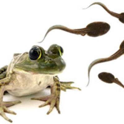 Timeline: the life cycle of a frog