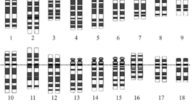 Timeline: EL ADN Y SU HISTORIA