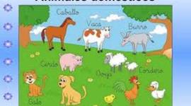 Timeline: Domesticación de algunos animales