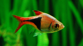 Timeline: Hitos tecnológicos que han influido en mi vida