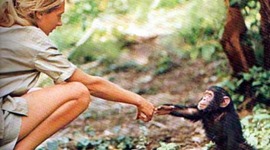 Timeline: Jane Goodall