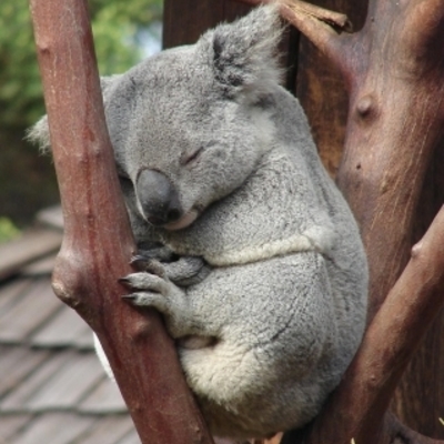 Timeline: Australias history