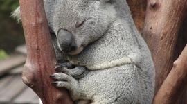 Timeline: Australias history