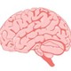 Brain
