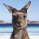 Kangaroo