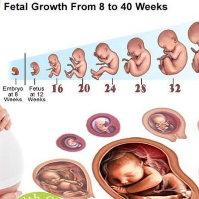 Timeline: Prenatal Development!!!!!