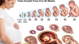 Timeline: Prenatal Development!!!!!