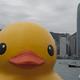 Largest rubberr duck