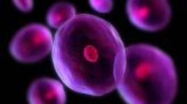 Timeline: HISTORY OF THE DISCOVERY OF CELLS