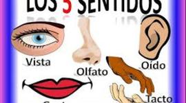 Timeline: LOS SENTIDOS