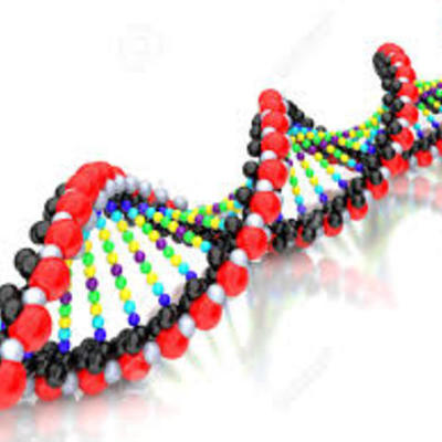 Timeline: Los principales acontecimientos del DNA